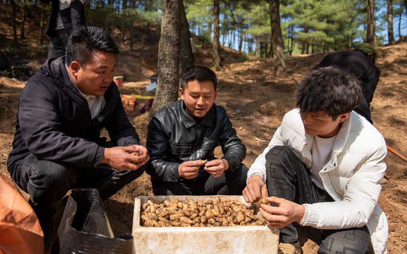 3月25日，安乐溪乡碗厂村林下天麻种植基地，天麻种植技术员指导村民挑选天麻种。李学友摄