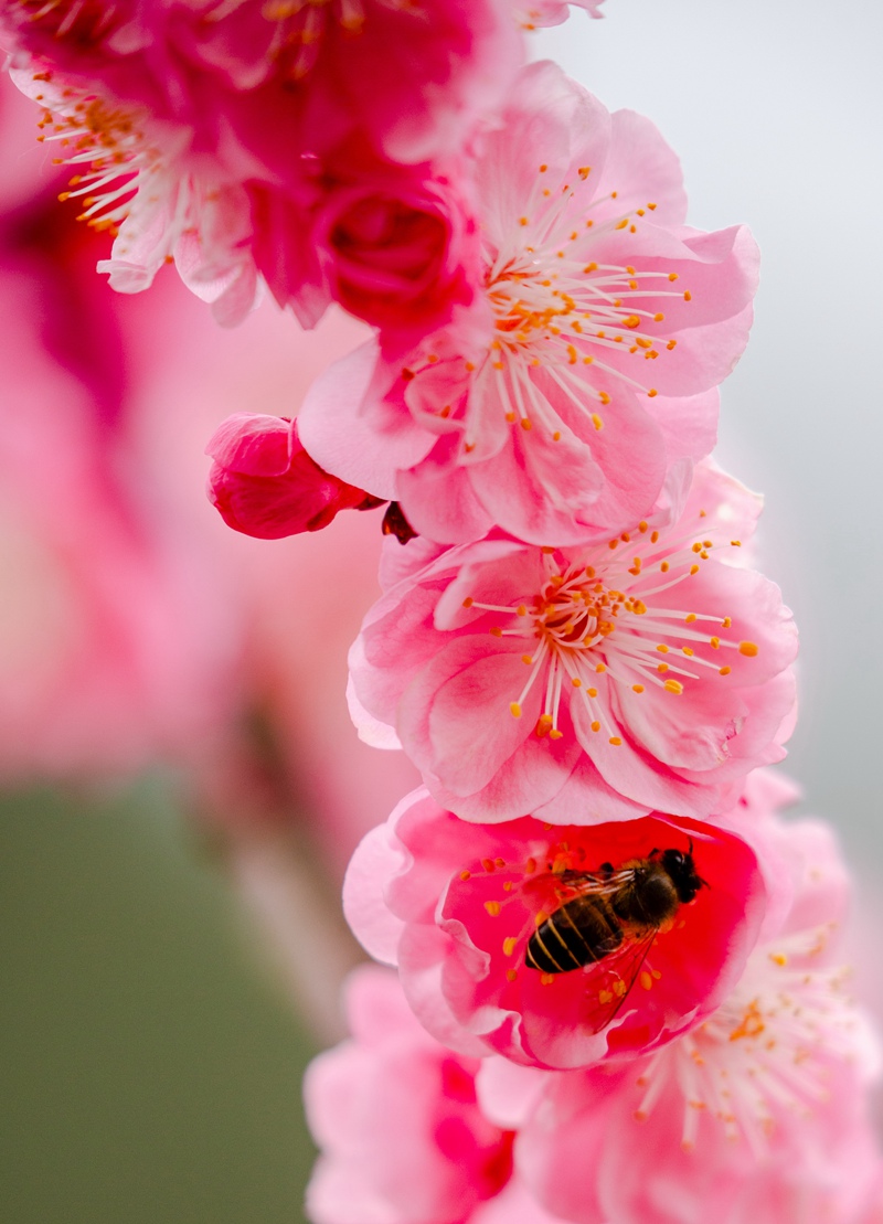 花香沁人脾（姚祖银  摄）