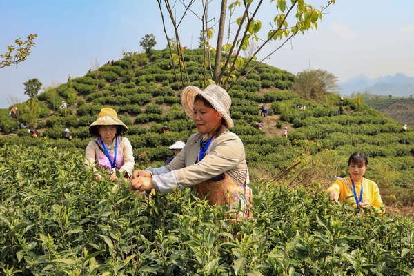 忙碌的采茶人员。