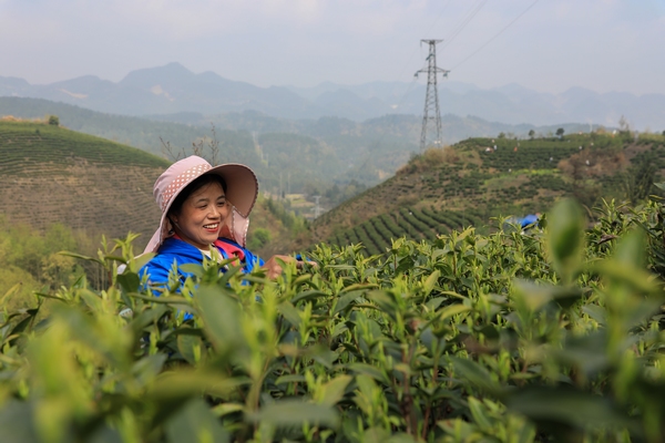 务工群众正在采茶。