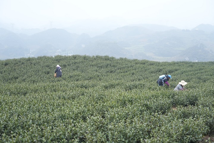 茶农采茶忙。