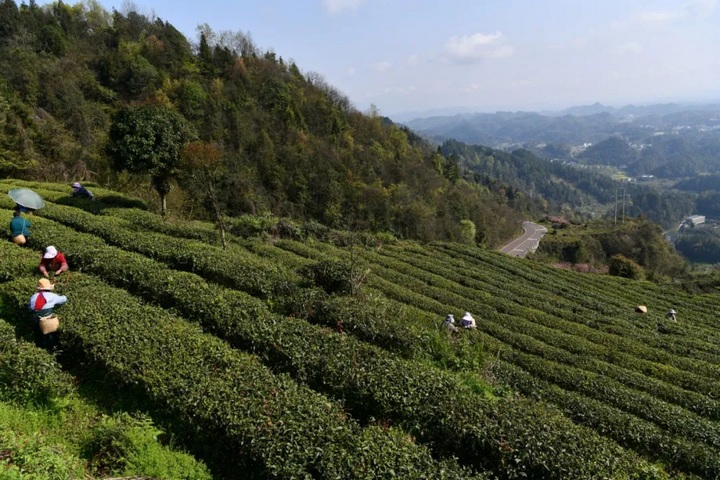 湄潭云贵山茶农采茶。仇正腾摄