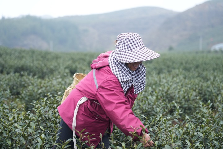 茶农采茶忙。