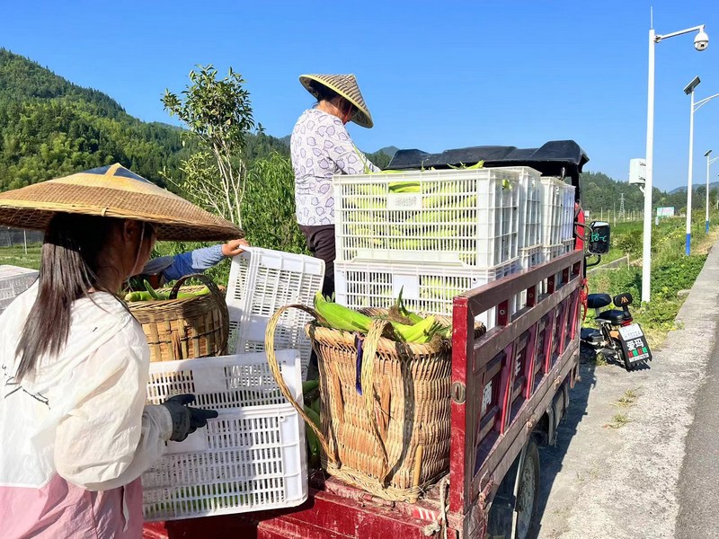 等溪村供销社三轮车开到土坎收香甜玉米.jpg