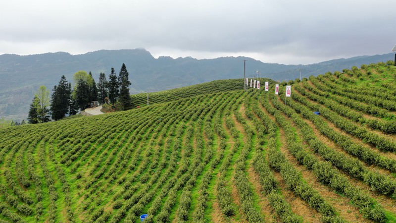 中寨镇“白叶一号”茶叶基地。   张洪全  摄