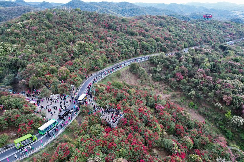 游客在百里杜鹃普底景区游玩。汪沙摄