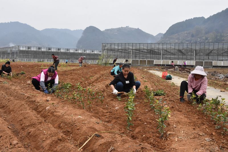 凯里市万户寨乡村振兴示范基地育苗场景。熊顺才摄