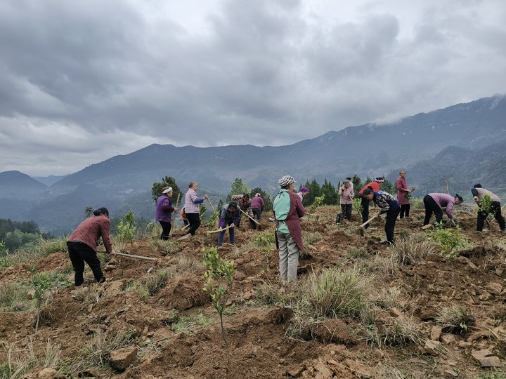 村民在栽植柑橘树。田霞飞摄