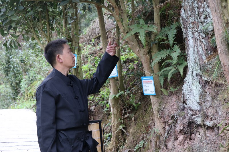 谢涛在查看古树生在情况.李金苗（摄） (2).JPG