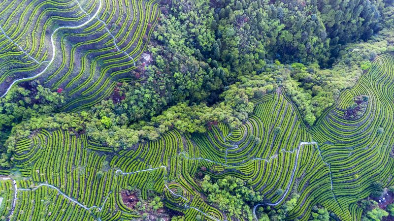 航拍雾翠茗香茶园.jpg