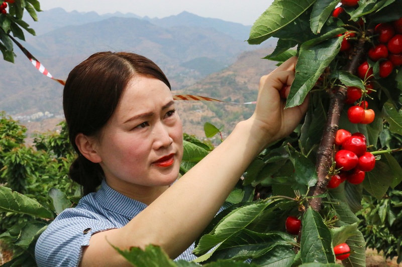 5月1日，在威宁县金钟镇寨营村车厘子种植基地，游客趁着五一假期前来采摘体验。赵庆能摄