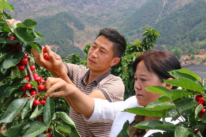 5月1日，在威宁县金钟镇寨营村车厘子种植基地，游客趁着五一假期前来采摘体验。赵庆能摄