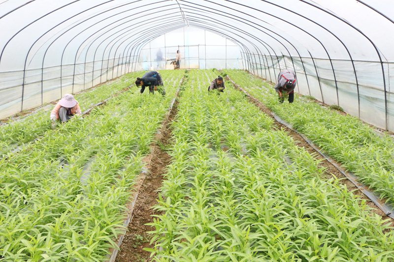 5月11日，在七星关区青龙街道官坝社区大棚蔬菜种植基地，一排排蔬菜大棚整齐排列，大棚内的蔬菜绿意葱茏，长势喜人，菜农们正排成一排采摘、修剪、打包，送往城区市场进行销售。当地农户通过出租土地和在基地务工增加收入，周边低收入农户实现“家门口”就业。 (4)