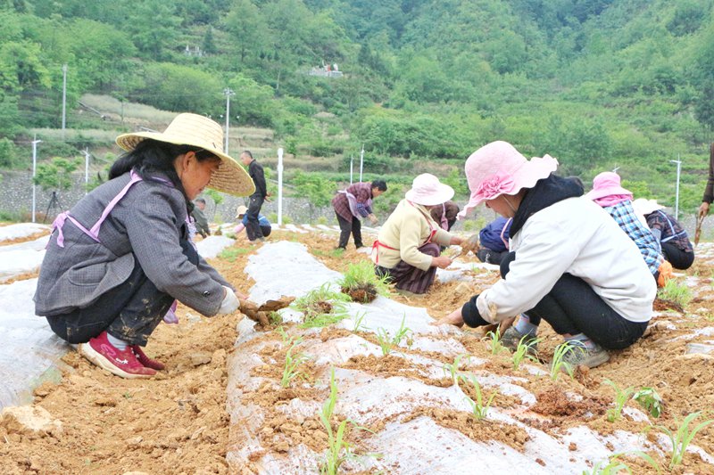 目前，正是高粱移栽的好时节。5月11日，在七星关区小坝镇黄泥社区高粱种植基地，二十余名务工群众正忙着将嫩绿的高粱苗移栽到田里，大家大家分工明确、相互配合，放眼望去，一株株刚入土的新苗在微风下轻轻摇曳，尽显生机。 (9)