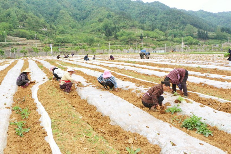 目前，正是高粱移栽的好时节。5月11日，在七星关区小坝镇黄泥社区高粱种植基地，二十余名务工群众正忙着将嫩绿的高粱苗移栽到田里，大家大家分工明确、相互配合，放眼望去，一株株刚入土的新苗在微风下轻轻摇曳，尽显生机。 (14)