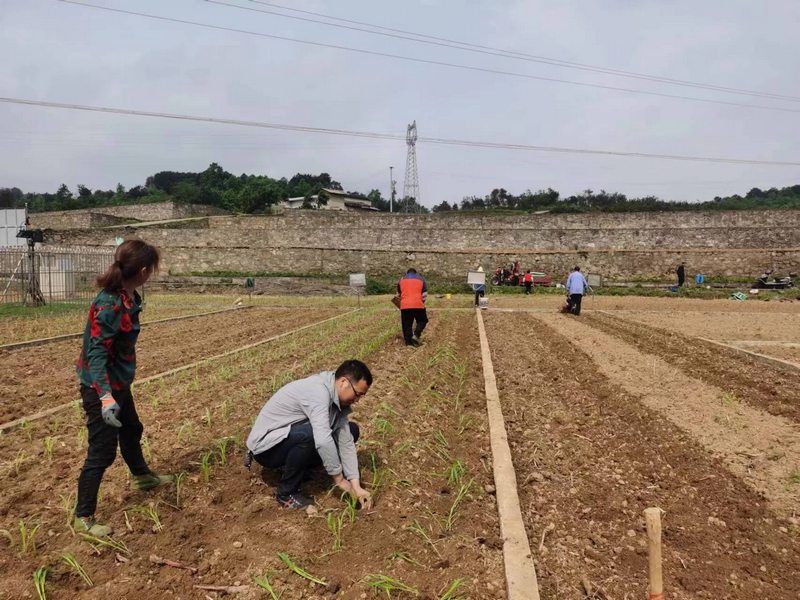 市级科技特派员刘开福在柳塘镇淹坝村指导高粱移栽。