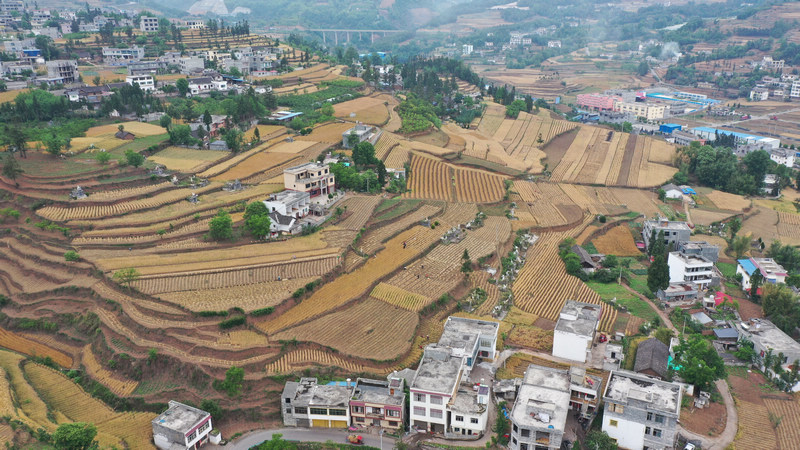 六曲河镇小麦连片种植基地。