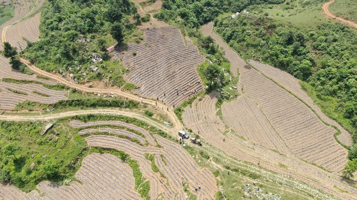 赫章县古达乡海营村辣椒种植现场。汤斌摄