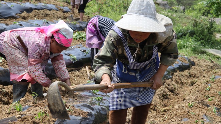 5月17日，赫章县古达乡海营村辣椒种植挖窝现场。汤斌摄