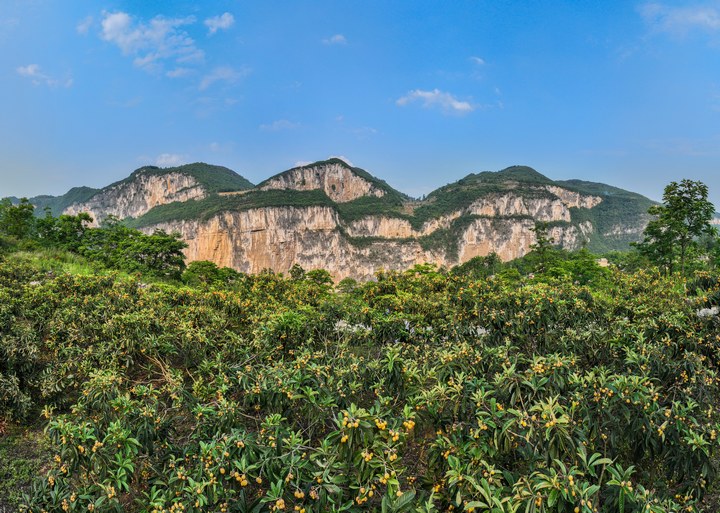 枇杷基地一角。王春府摄