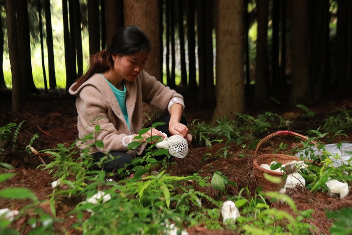 纳雍县董地乡玉龙村，村副主任阮容正在采摘竹荪。