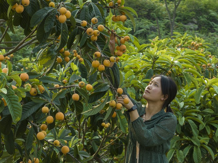 采摘枇杷。王春府摄