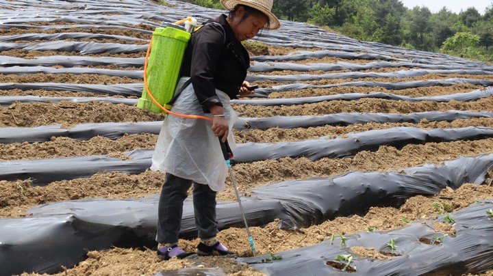 赫章县古达乡海营村辣椒种植现场工人给辣椒苗浇水。汤斌摄