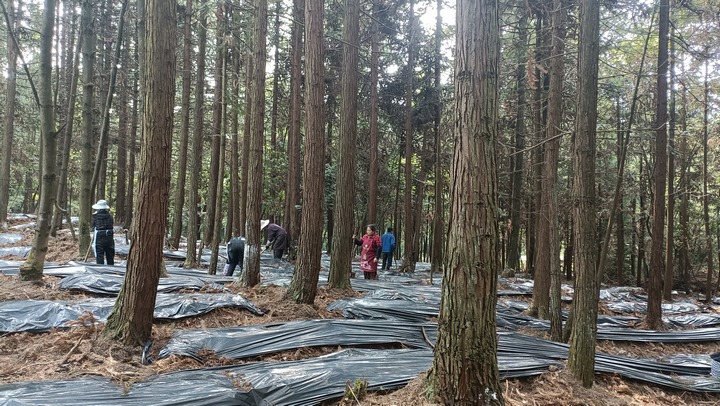 纳雍县董地乡玉龙村，村民正在种植竹荪。