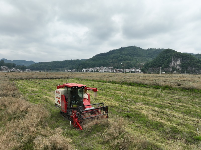 机械化收割油菜籽.jpg