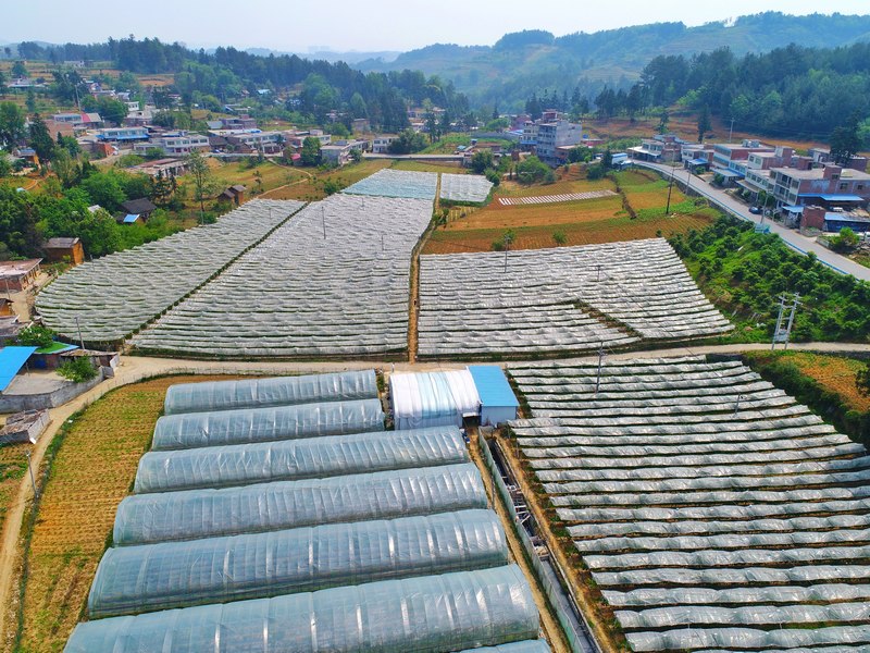 七星关区岔河镇岔河社区葡萄种植基地 (1).jpg