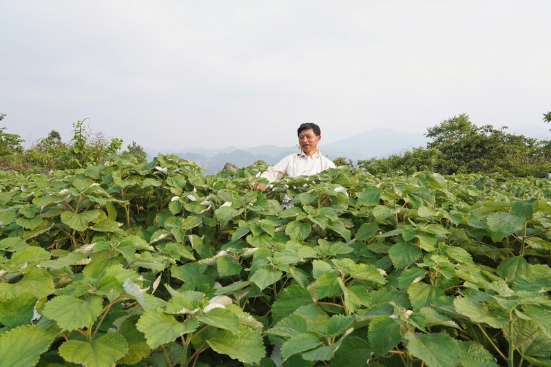 2023年5月19日，贵州省纳雍县龙场镇以扒社区李家寨组，李学方在察看苎麻长势。杨英 摄.jpg