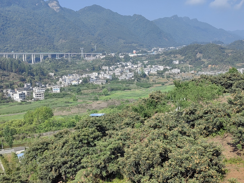 5月29日，俯瞰赫章县野马川新营枇杷基地。