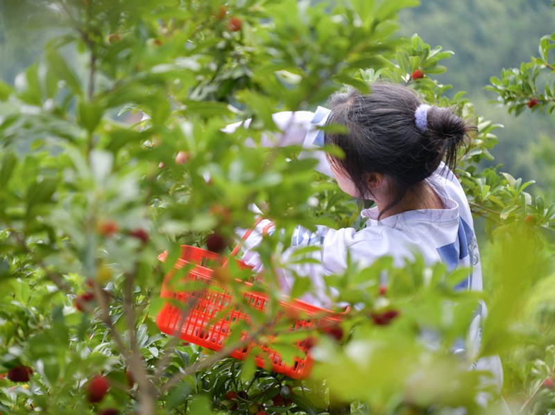 纳雍县昆寨乡千秋村杨梅基地上，游客采摘杨梅。周啟刚摄