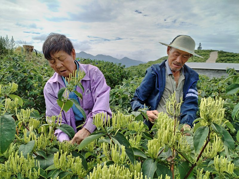 金银花采摘        罗福成摄