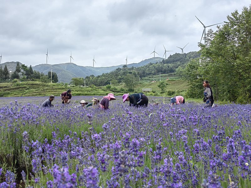 赫章县兴发乡中寨村村民在花卉基地清除杂草。