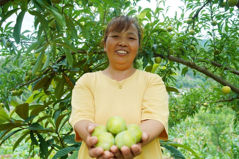 肖连章采摘蜂糖李。