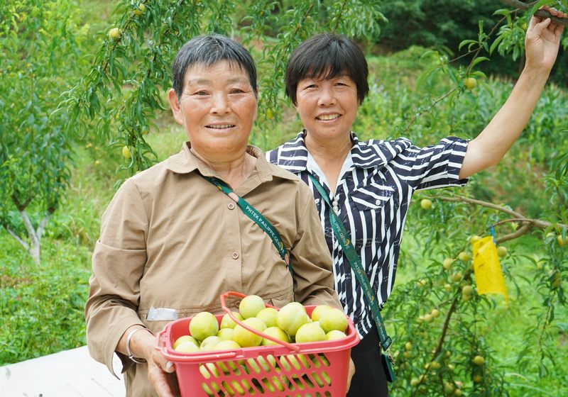 果农采摘蜂糖李。