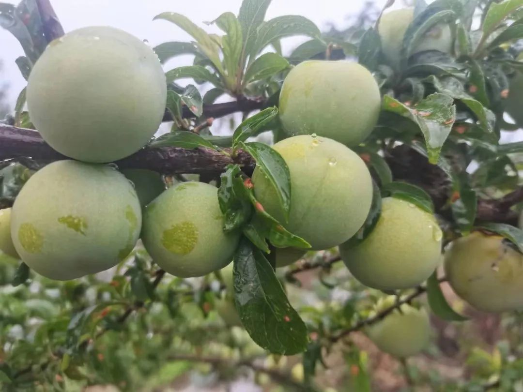 场乡口感脆甜的蜂糖李。张雪摄