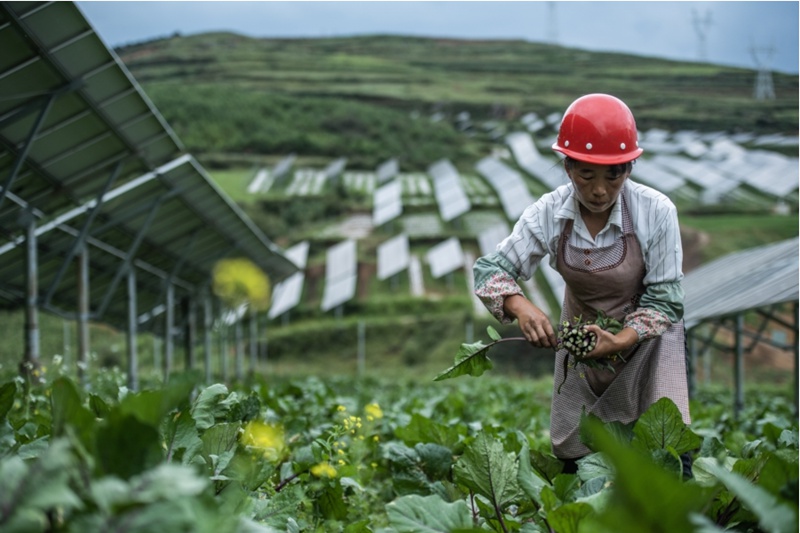 贵州金元威宁百万光伏基地：光伏板下的油菜苔大丰收。代波摄