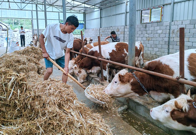 养殖户张健在给牛群添加草料。（赵庆能 摄）