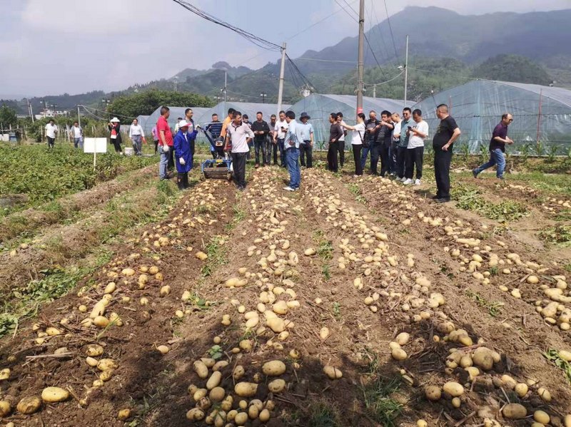 金沙县马铃薯高产栽培测产及现场培训会。