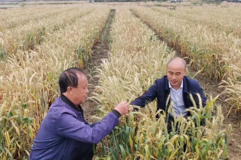 贵州大学小麦育种专家与金沙县农业技术推广服务中心研究员查看小麦新品种展示。