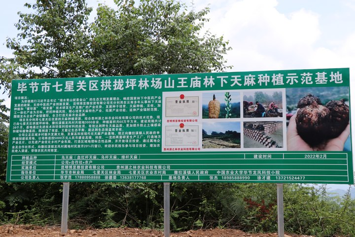 龙凤村天麻种植基地。