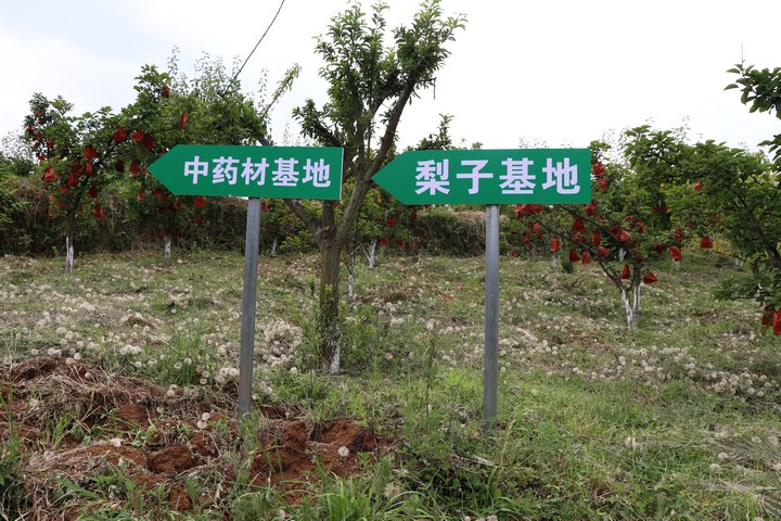 龙凤村晚秋黄梨种植基地。