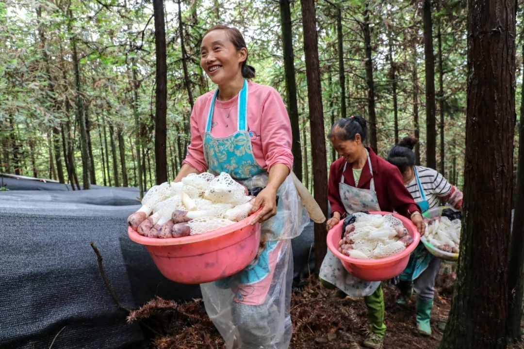 当地村民手捧一盆盆刚采集到竹荪。