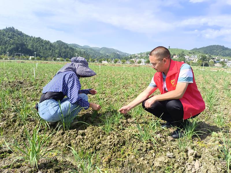 金沙县禹谟镇中坪村驻村第一书记在田间指导群众种植韭菜。