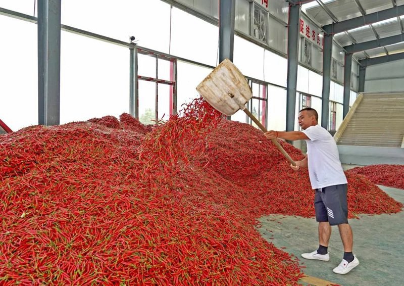 工人在堆放辣椒。