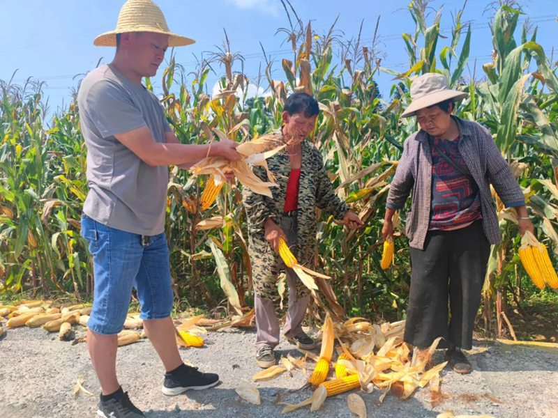 百兴镇村民们在采收玉米。