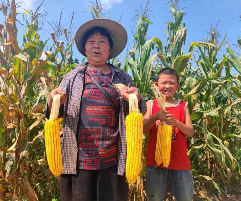 百兴镇村民采收玉米。