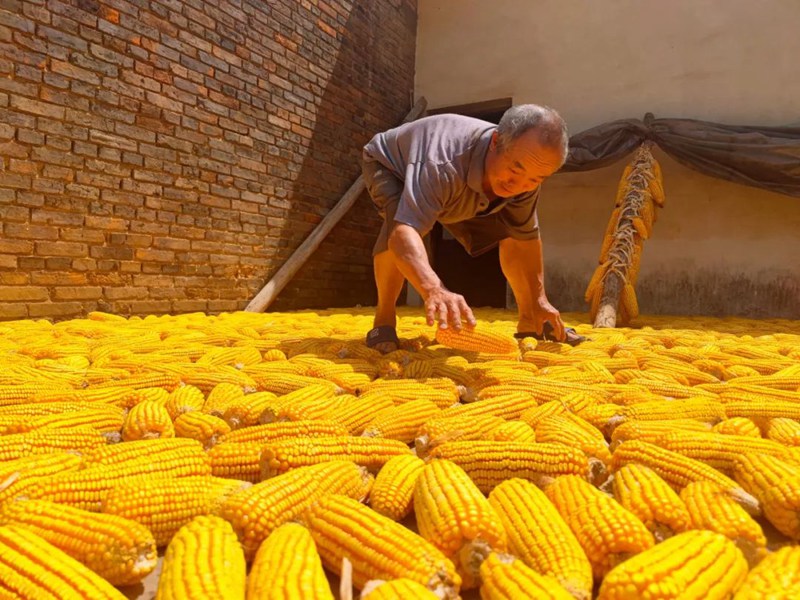百兴镇村民在晾晒玉米。